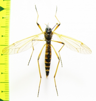 Tipulidae sp.  Russia, Tver reg. - INSECTS-STORE.RU