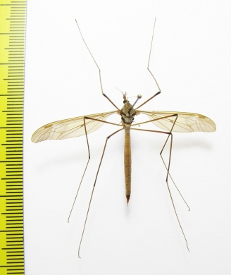 Tipulidae sp.  Russia, Tver reg. - INSECTS-STORE.RU