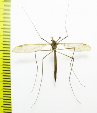Tipulidae sp.  Russia, Tver reg. - INSECTS-STORE.RU