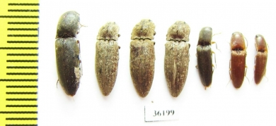 Elateridae sp.  Thailand - INSECTS-STORE.RU