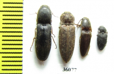 Elateridae sp.  Thailand - INSECTS-STORE.RU