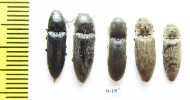 Elateridae sp.  Thailand - INSECTS-STORE.RU