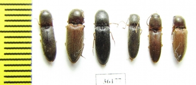 Elateridae sp.  Thailand - INSECTS-STORE.RU