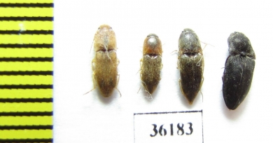 Elateridae sp.  Thailand - INSECTS-STORE.RU