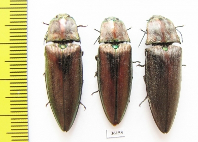 Elateridae sp.  Thailand - INSECTS-STORE.RU