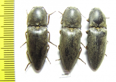 Elateridae sp.  Thailand - INSECTS-STORE.RU