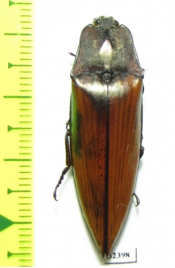 Elateridae sp.  Malaysia, Borneo - INSECTS-STORE.RU