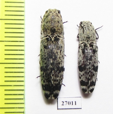 Elateridae sp.  Malaysia, Borneo - INSECTS-STORE.RU