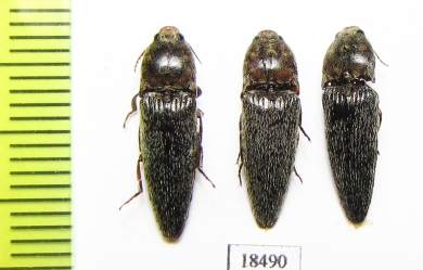 Elateridae sp.  Malaysia, Borneo - INSECTS-STORE.RU
