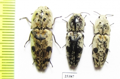 Elateridae sp.  Indonesia, Kalimantan - INSECTS-STORE.RU