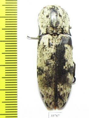 Paracalais macleayi  Australia - INSECTS-STORE.RU