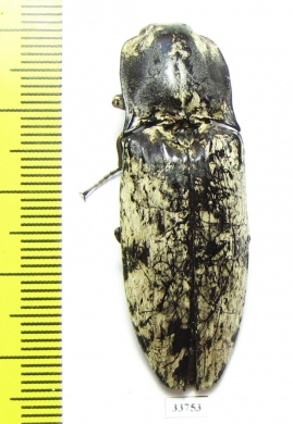 Paracalais macleayi  Australia - INSECTS-STORE.RU