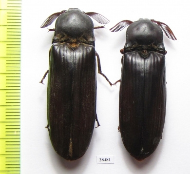 Elateridae sp.  Zimbabwe - INSECTS-STORE.RU