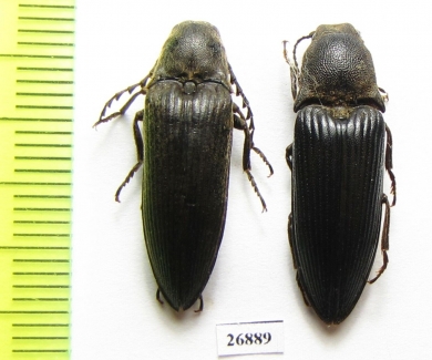 Elateridae sp., pair  South Africa Rep. - INSECTS-STORE.RU