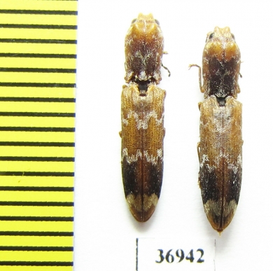 Elateridae sp.  South Africa Rep. - INSECTS-STORE.RU