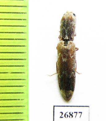 Elateridae sp.  South Africa Rep. - INSECTS-STORE.RU