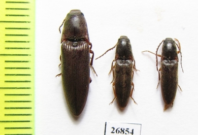 Elateridae sp.  South Africa Rep. - INSECTS-STORE.RU