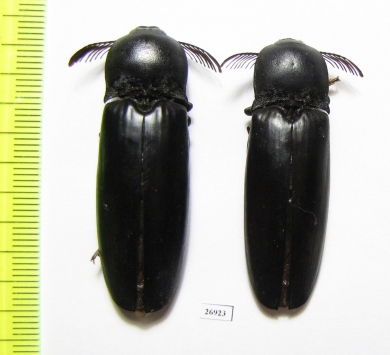 Elateridae sp.  South Africa Rep.  47mm - INSECTS-STORE.RU