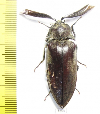 Elateridae sp.  South Africa Rep.  42mm - INSECTS-STORE.RU