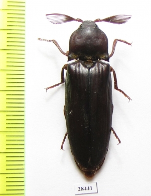 Elateridae sp.  South Africa Rep.   - INSECTS-STORE.RU