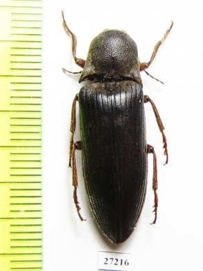 Elateridae sp.  South Africa Rep.   - INSECTS-STORE.RU