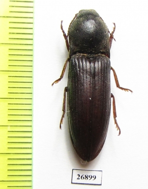 Elateridae sp.  South Africa Rep.   - INSECTS-STORE.RU