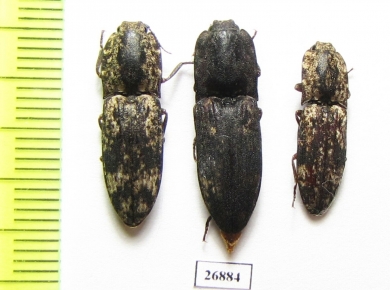 Elateridae sp.  South Africa Rep.   - INSECTS-STORE.RU