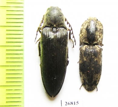 Elateridae sp.  South Africa Rep.   - INSECTS-STORE.RU