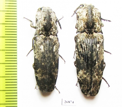 Elateridae sp.  South Africa Rep.   - INSECTS-STORE.RU