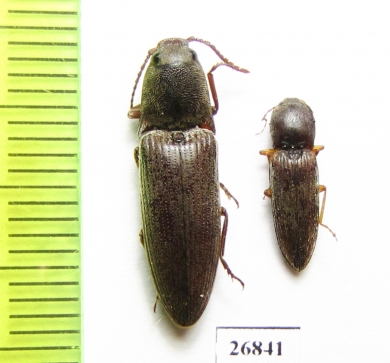 Elateridae sp.  South Africa Rep.   - INSECTS-STORE.RU