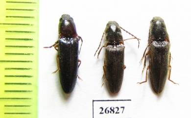 Elateridae sp.  South Africa Rep.   - INSECTS-STORE.RU