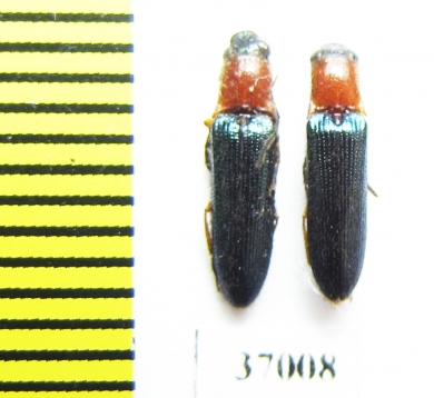 Elateridae sp.  South Africa Rep.   - INSECTS-STORE.RU