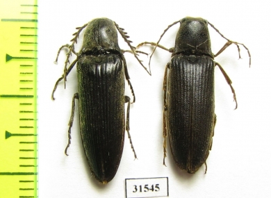 Elateridae sp., pair  Zanzibar isl. - INSECTS-STORE.RU