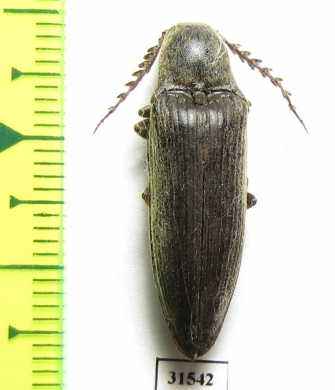 Elateridae sp.  Zanzibar isl. - INSECTS-STORE.RU