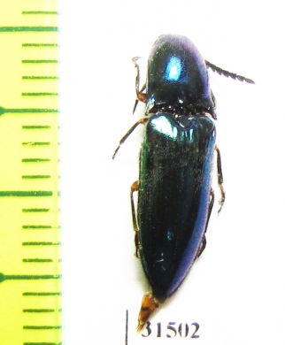 Elateridae sp.  Zanzibar isl. - INSECTS-STORE.RU