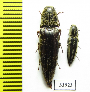 Elateridae sp.  Panama - INSECTS-STORE.RU