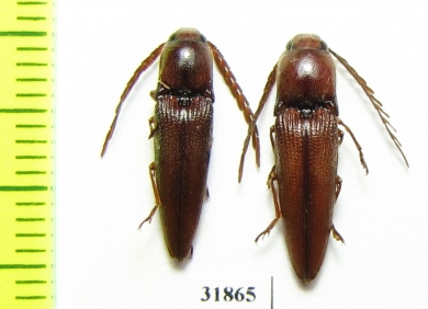 Elateridae sp.  Panama - INSECTS-STORE.RU