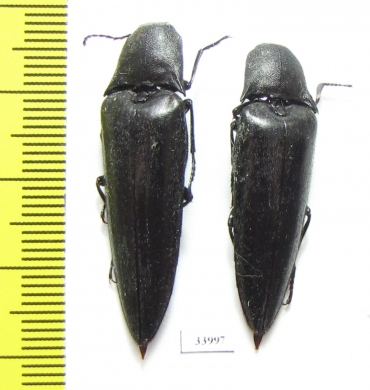 Elateridae sp.  Panama - INSECTS-STORE.RU