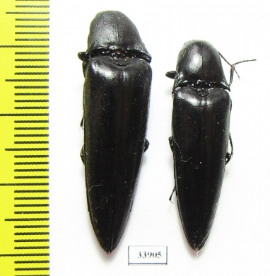 Elateridae sp.  Panama - INSECTS-STORE.RU