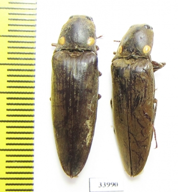 Elateridae sp.  Panama - INSECTS-STORE.RU