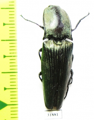 Elateridae sp.  Panama - INSECTS-STORE.RU