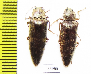 Elateridae sp.  Panama - INSECTS-STORE.RU