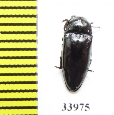 Elateridae sp.  Panama - INSECTS-STORE.RU