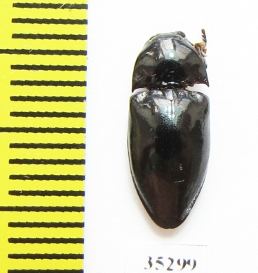 Elateridae sp.  Panama - INSECTS-STORE.RU