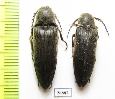 Elateridae sp.  South Africa Rep.   - INSECTS-STORE.RU