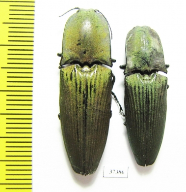 Elateridae sp.  Ecuador - INSECTS-STORE.RU