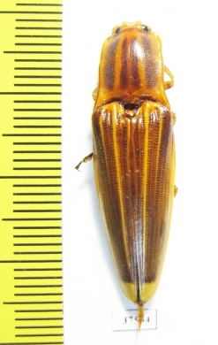 Elateridae sp.  Ecuador - INSECTS-STORE.RU