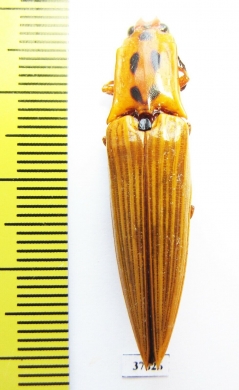 Elateridae sp.  Ecuador - INSECTS-STORE.RU