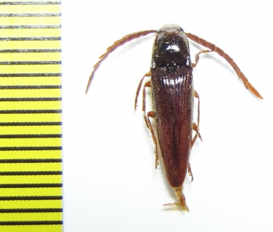 Elateridae sp.  Ecuador - INSECTS-STORE.RU