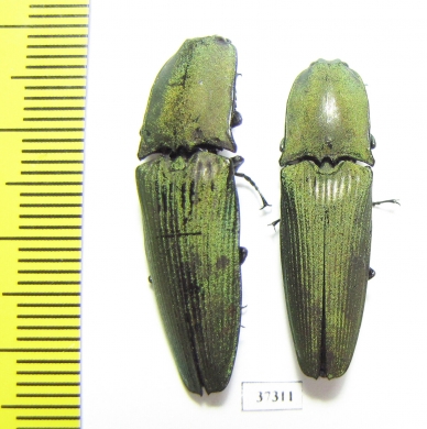 Elateridae sp.  Ecuador - INSECTS-STORE.RU